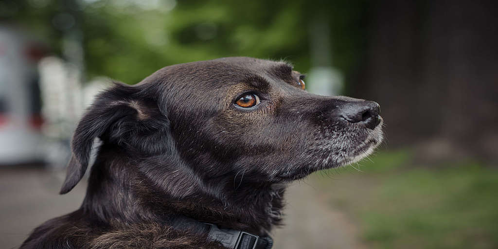 Bürohund in Teilzeit